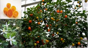 Calamondin Citrus madurensis