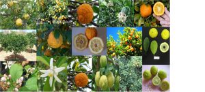 Citrus jambhiri, Bush lemon mix