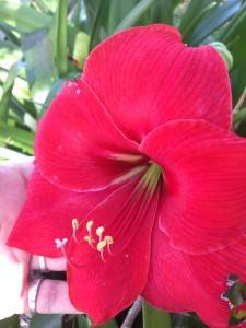 Crimson red no 34, dark throat boganvillia IMG_4376