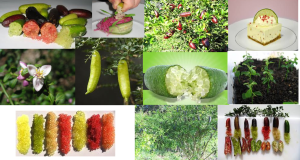 Finger Lime Mix Citrus australasica