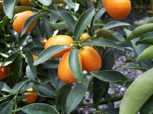 Fortunella margarita, Nagami kumquat