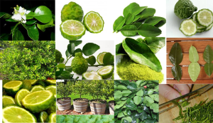 Kaffir Lime Mix Citrus hystrix,