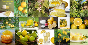 Lemonade = Lemon X Navel Orange mix