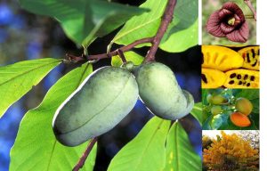 asimina triloba fruit