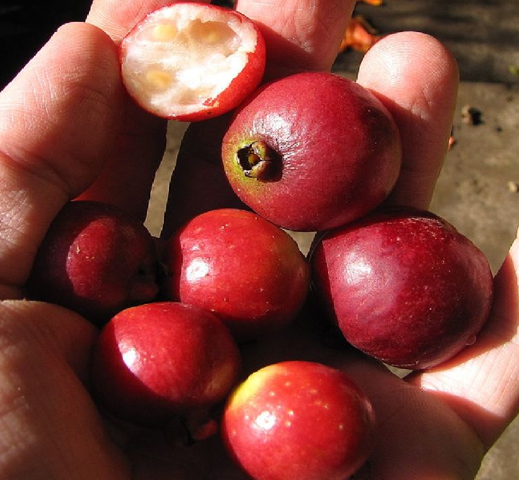 guava psidium