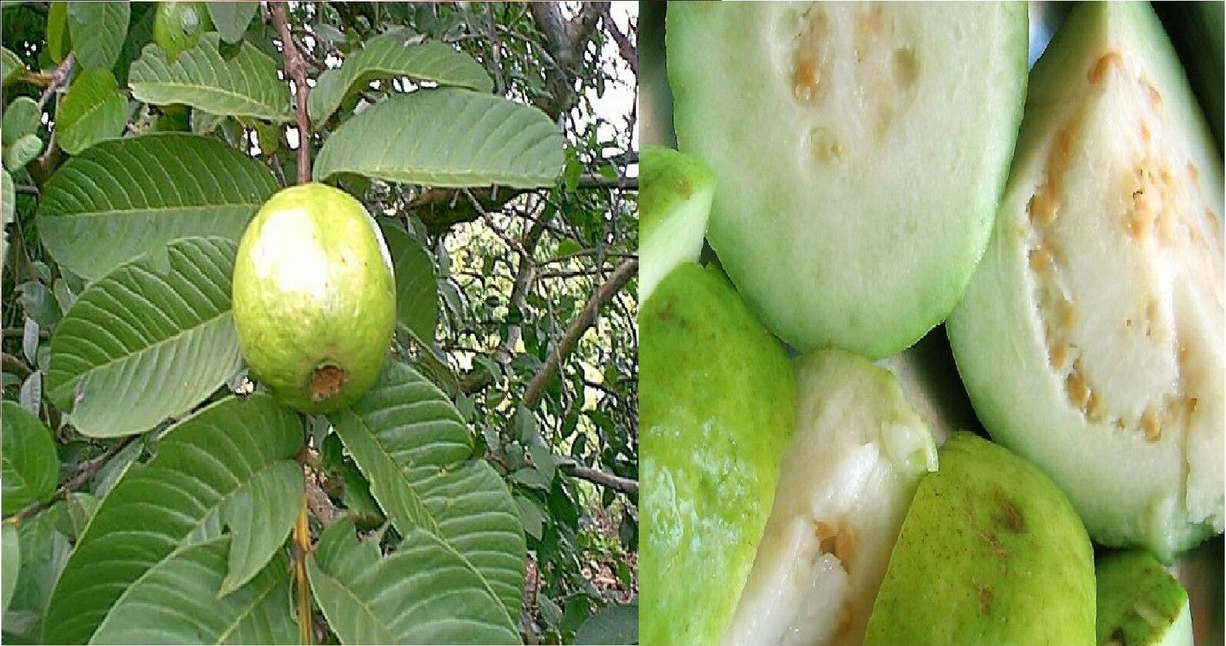 Psidium guajava 10 fresh seeds White Guava 