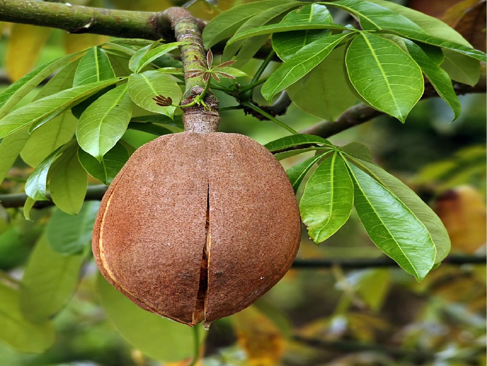 Fruta da árvore Malabar