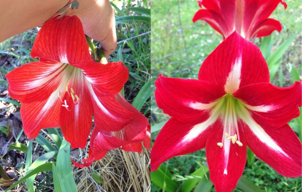 Buy Hippeastrum Seeds For Beautiful Single Crosses - Heddysue.com ...