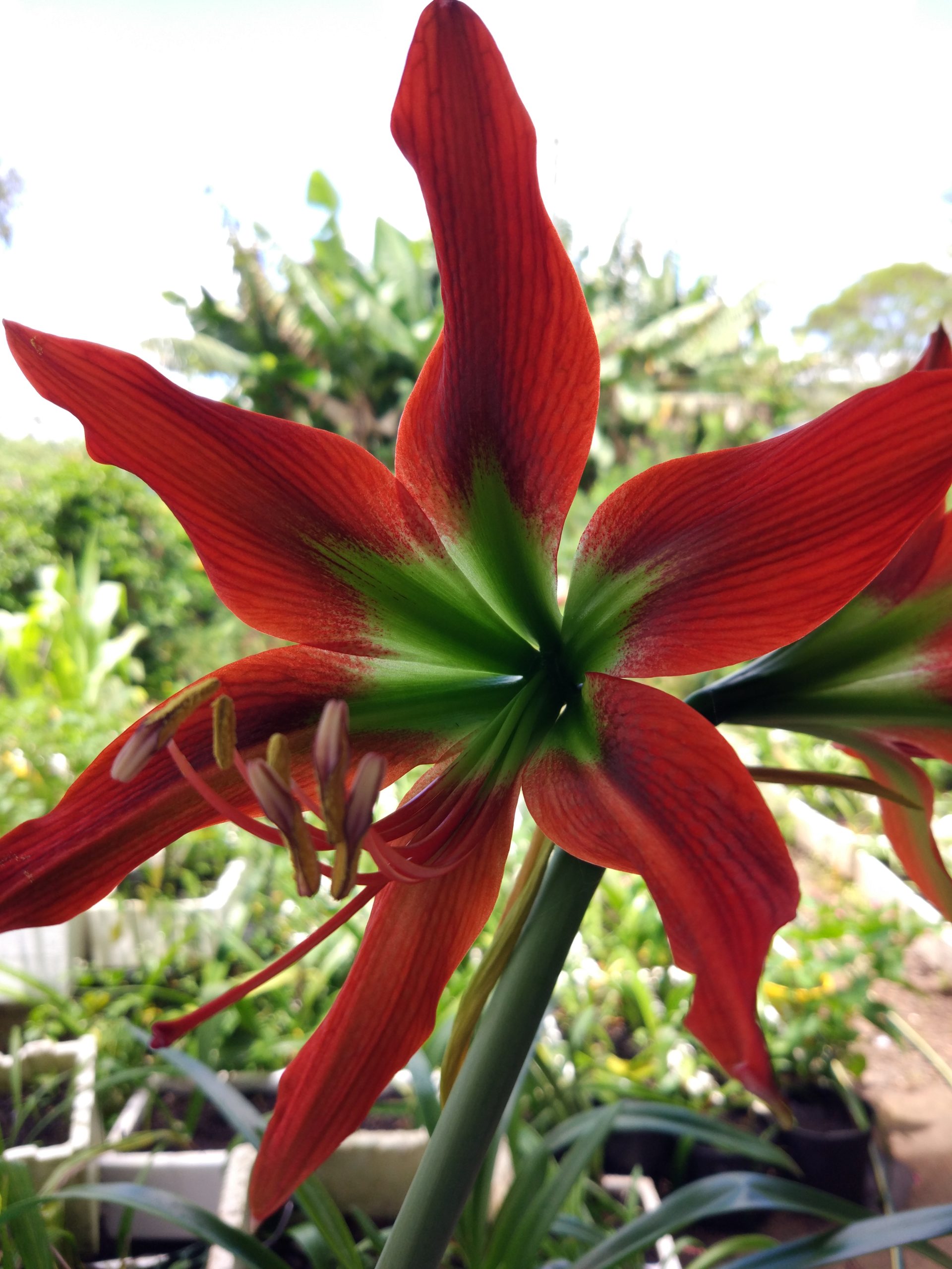 RARE Hippeastrum Aulicum X Mandonii pup from flowering plant shown No1 - Rare Edibles