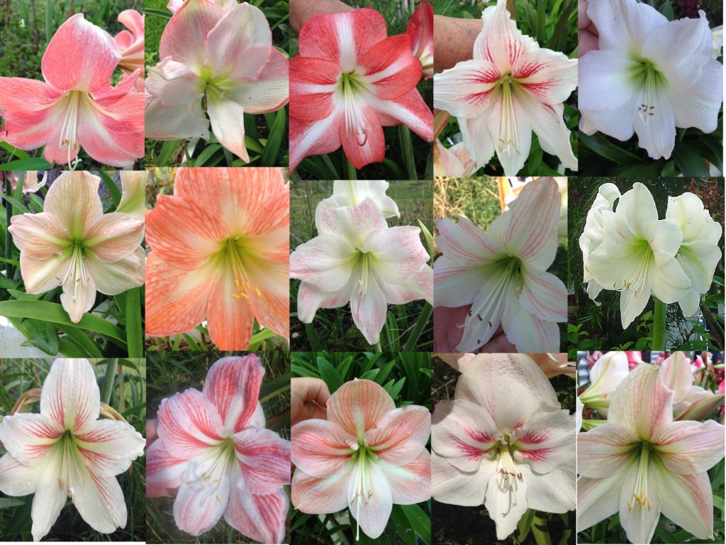 Stunning Hippeastrum Amaryllis Pale Colour Single x 10 seedling baby ...