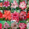 Hippeastrum Seeds, Multi Colour Doubles Mix, Qty 10+