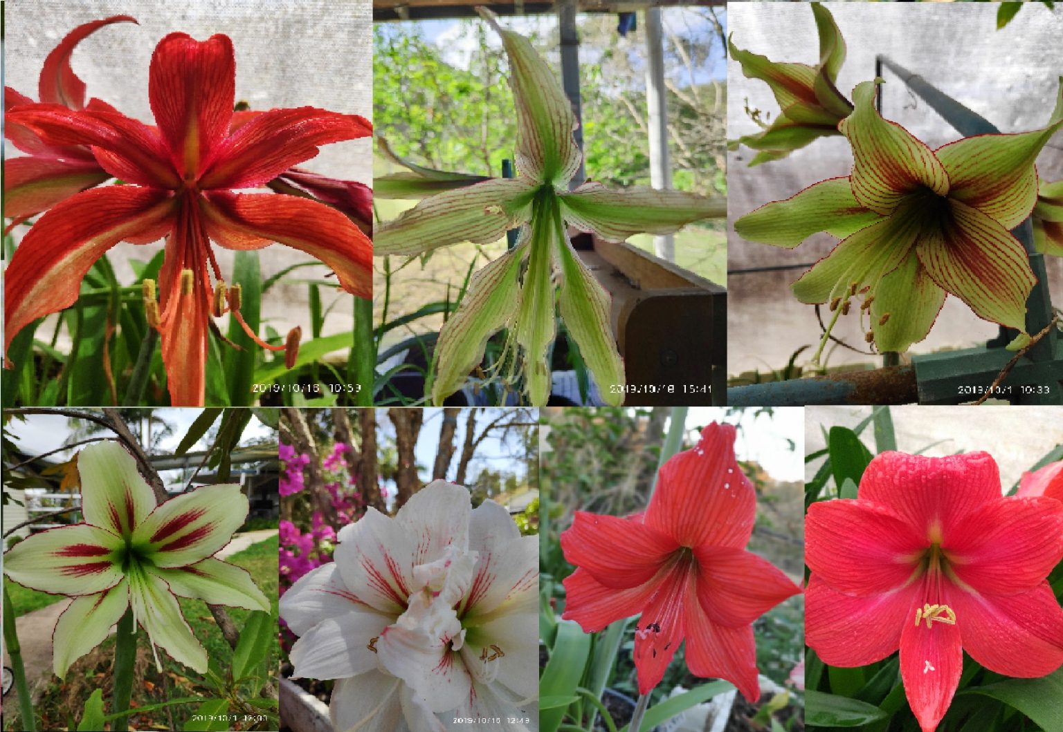 Stunning Hippeastrum Amaryllis Cybister, Papilio X Hybrid species ...