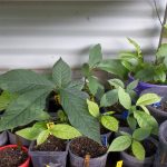 Asimina triloba seedlings grown from seed