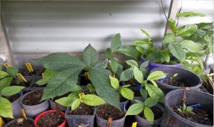 Asimina triloba seedlings grown from seed