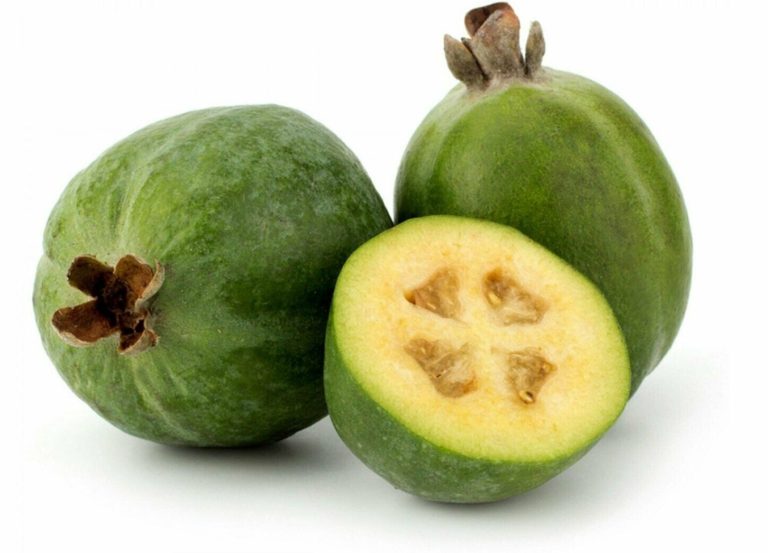 Acca sellowiana, Feijoa, Pineapple guava seeds for sale Heddysue