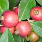 Cherry Guava, Strawberry Guava, Psidium P. cattleyanum, red - golden flesh.. seeds for sale.