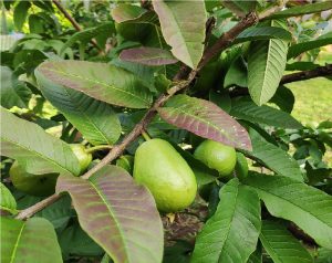 China pear Guava, Psidium guajava... sweet white flesh few small seeds.