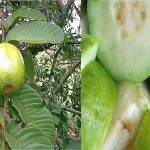 Thai white guava Psidium guajava, large sweet fruit , seeds for sale