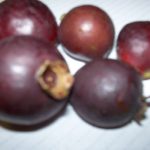 Cherry Guava, Strawberry Guava, Psidium P. cattleyanum. Purple - 15 seeds