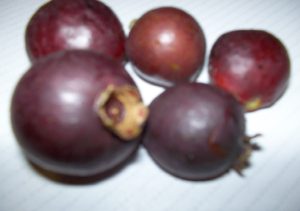 Cherry Guava, Strawberry Guava, Psidium P. cattleyanum. Purple - 15 seeds