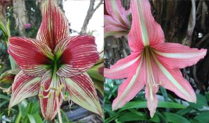 (3/4 Papilio x Jungle Lady) "Grumpy " X Cybister Lemon & Pink "Stars & Stripes"  seedling bulb