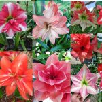 Orange & Pink Pollinated Double Mix seeds 2020