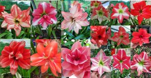 Orange & Pink Pollinated Double Mix seeds 2020