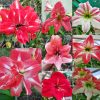 Red , Scarlet and White Double pollinated seed Mix 2020