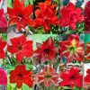 Hippeastrum Seeds, Red & Crimson Double pollinated QTY 10+