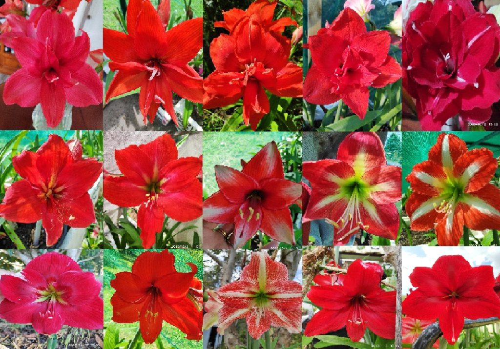 Hippeastrum Seeds, Red & Crimson Double pollinated QTY 10+