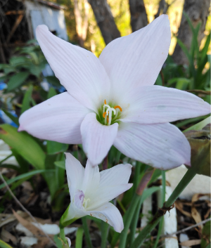 Habranthus Robusta - Palest pink rain lily. 15 seeds