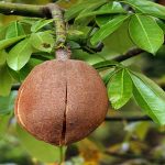 Malabar chestnut, fruit.. live tree in pot