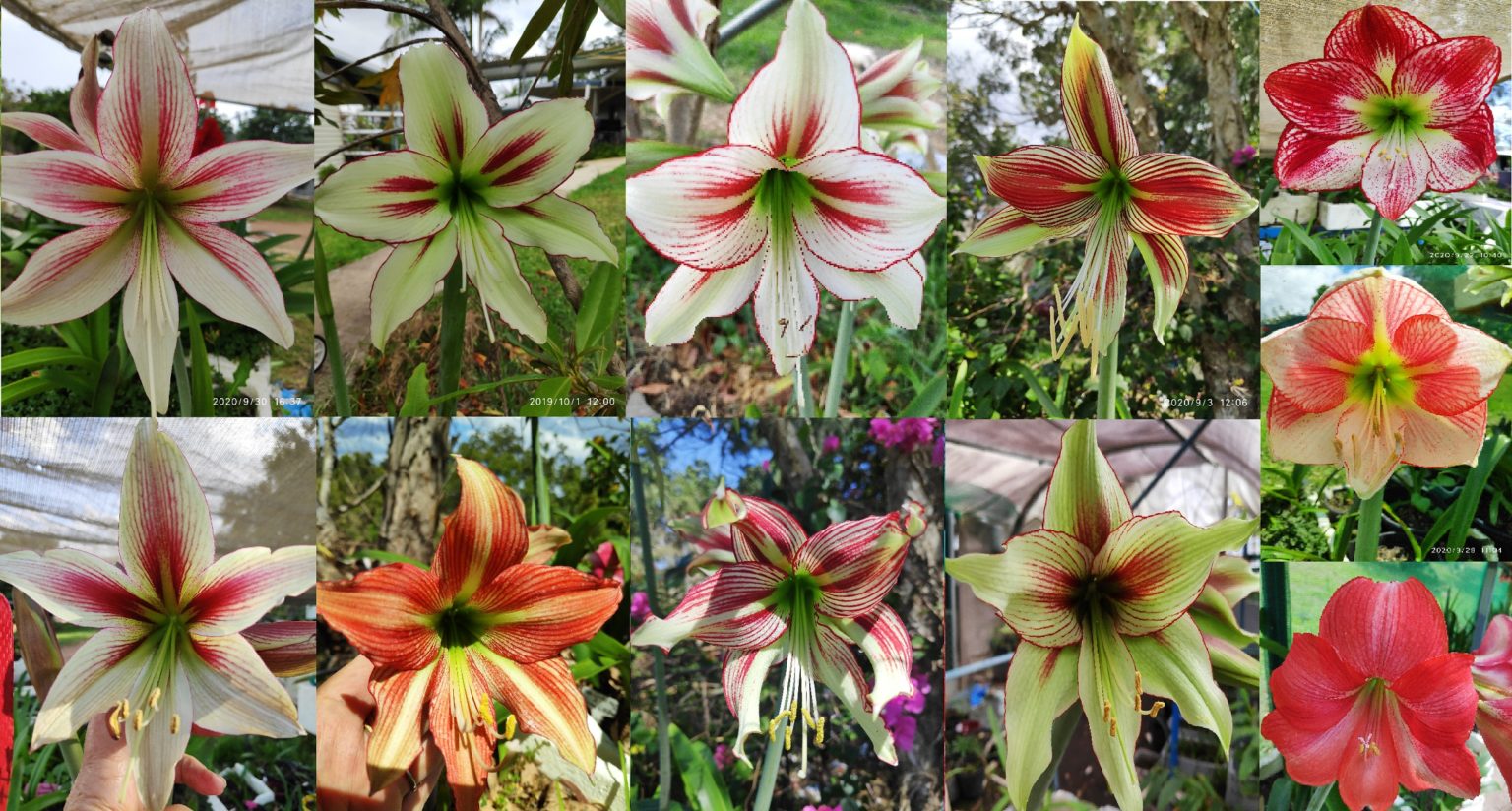 Stunning Hippeastrum Amaryllis, Papilio X Cybister X Hybrid X mix 10 ...