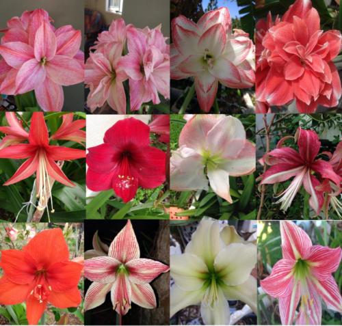 10 Rare or Double flowering bulbs... 