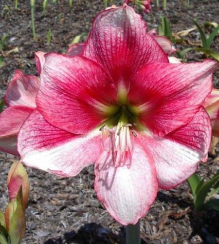 Abdul-Raspberry-pink-2-tone-dark-eye. Maguire Hippeastrum -  - single