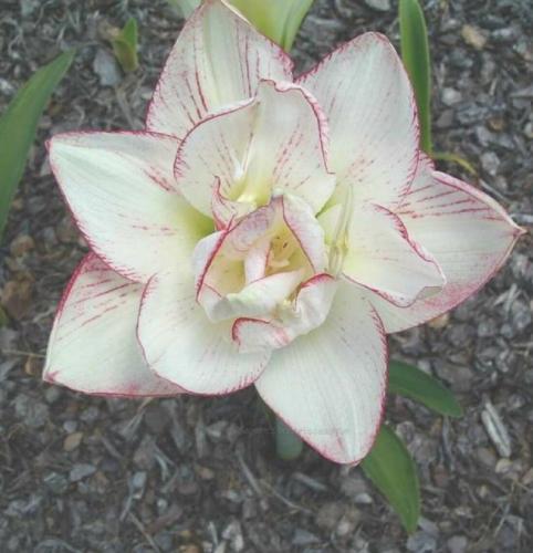 Abigail Maguire -Double Hippeastrum - white - wine picotee. 