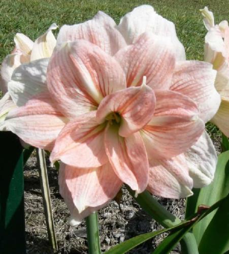 Acacia _ Double - pale pink - cream stripe - Maguire Hippeastrum