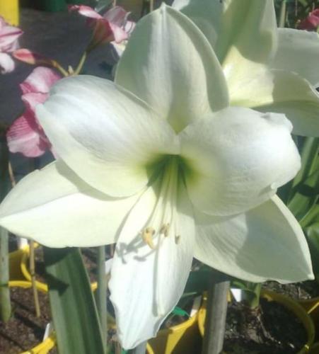 Aces High - white star - single - Maguire Hippeastrum