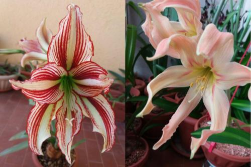 Acramanii x Evansiarum seedling bulb - seed Tanya @ Beauty Flowers Italy - 