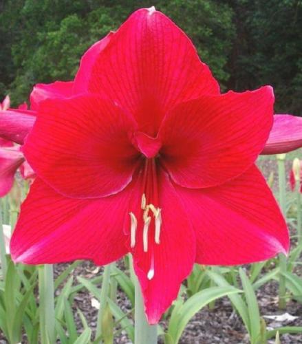 Adalong - single red pink tips- Maguire Hippeastrum