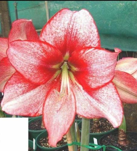 Ada's Flower - Pink out - red face picotee edge - Maguire Hippeastrum  - single