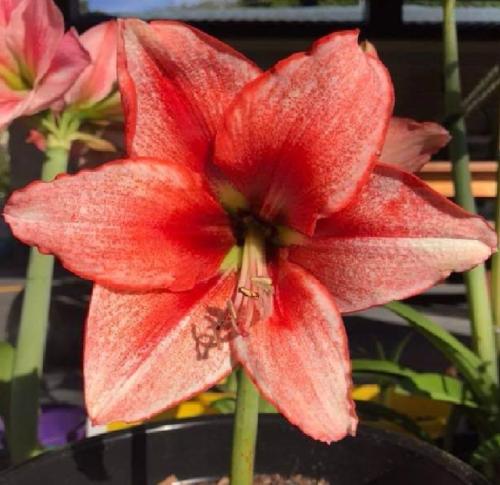 Ada's Flower - Pink out - red face picotee edge - Maguire Hippeastrum  - single