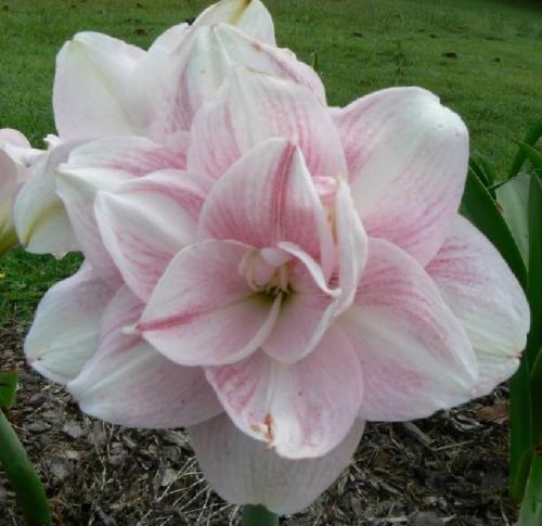 Adele - White - raspberry tint - double - Maguire Hippeastrum