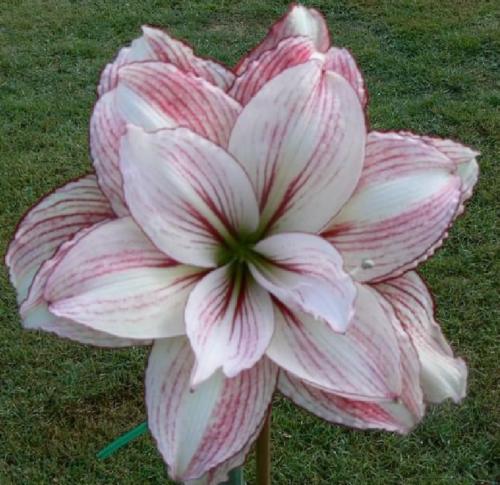 Adriana  - double - white- purple tint - Maguire Hippeastrum