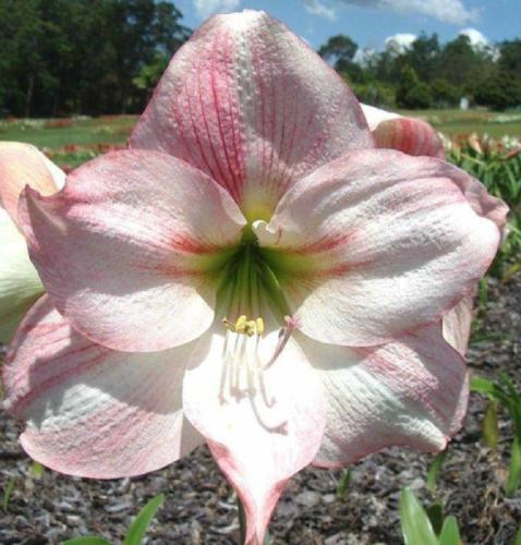 Advance - single - pale pink  - whiskers - light  - Maguire Hippeastrum 