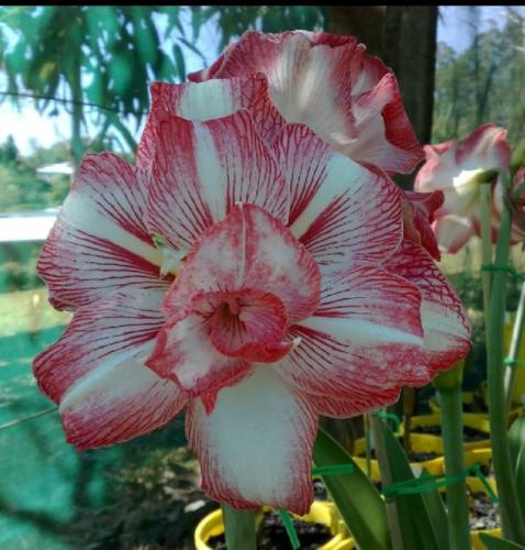 Alagheny - White - scarlet - double - Maguire Hippeastrum
