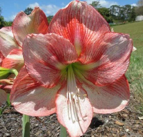 Ambition -apricot and pink stripe single - lime mid rib & center - Maguire Hippeastrum