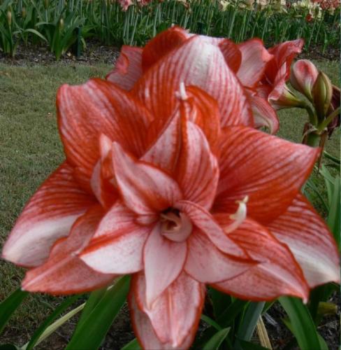 Amy Maguire - pale & red double Hippeastrum