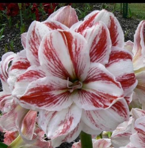Andronicus - White & raspberry double  - Maguire Hippeastrum