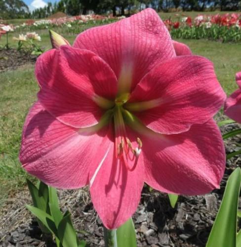 Angel Baby -  mauve pink - light star eye - Maguire Hippeastrum single